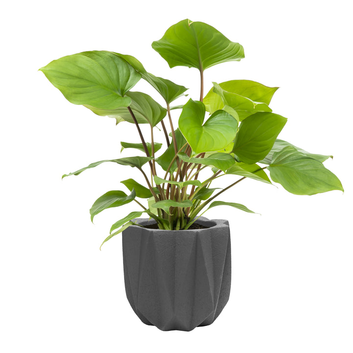 QUVIO Bloempot cement 15 x 15 x 14 cm - Donker grijs