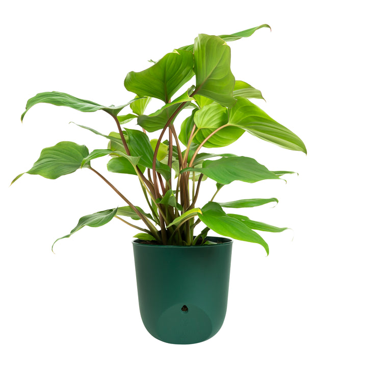 QUVIO Wand bloempot plastic - Donker Groen - POPPY (3)
