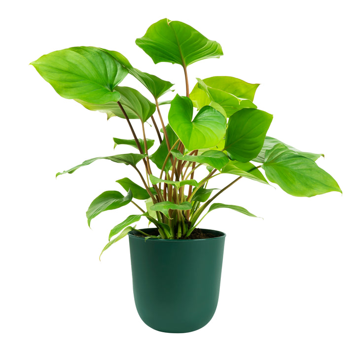 QUVIO Wand bloempot plastic - Donker Groen - POPPY (1)